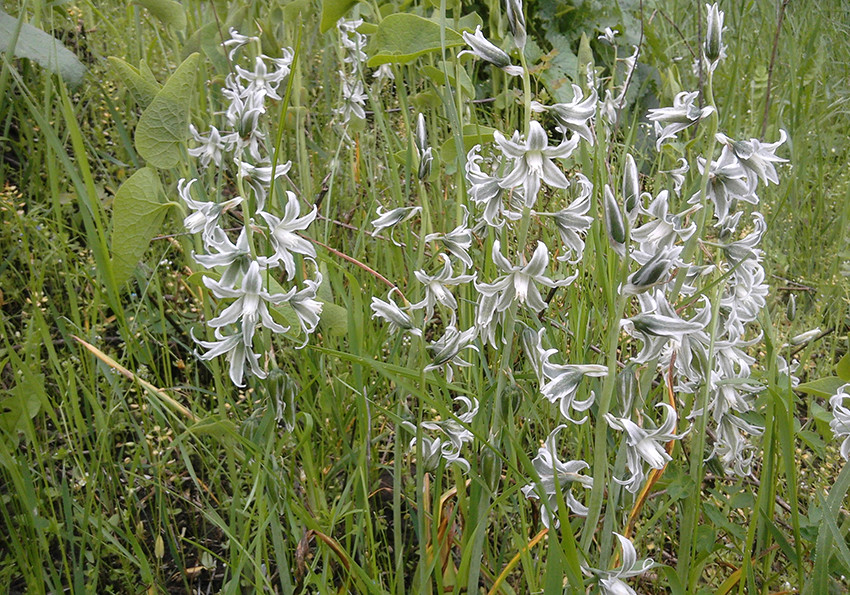  Буше (Ornithogalum boucheanum)